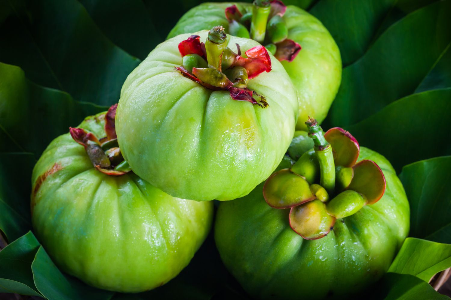 GARCINIA CAMBOGIA — THE FAT BLOCKER
