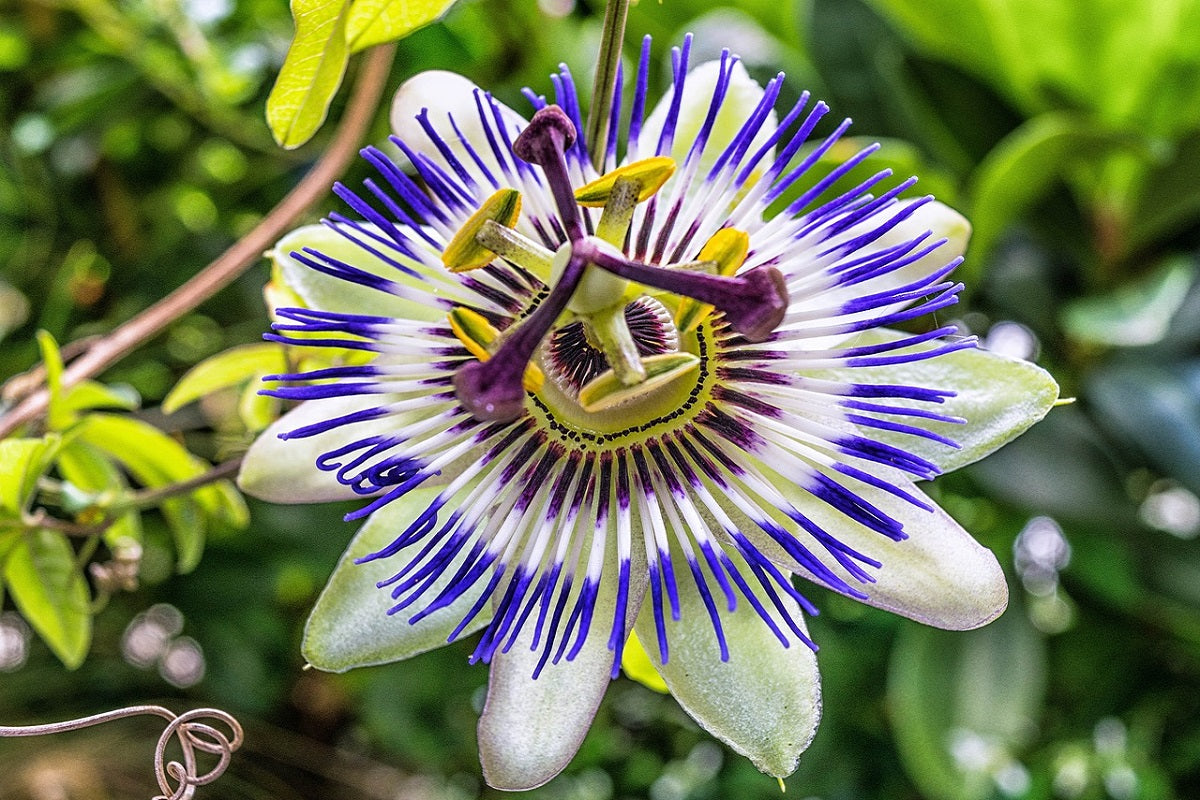 Passiflora Extract – The Stress Crusher