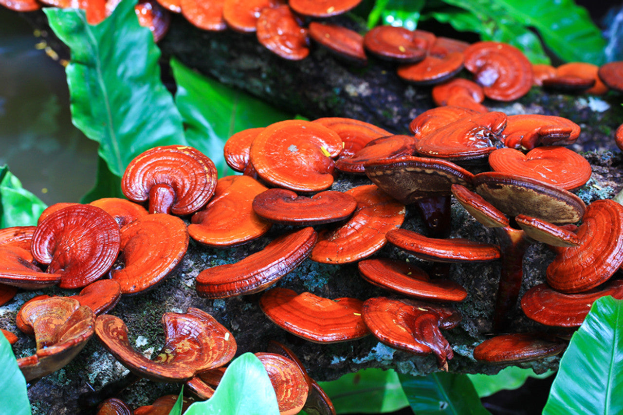 Reishi – The Recovery Master
